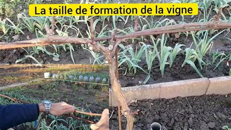 La taille de formation de la vigne en 3 étapes la taille en cordon de