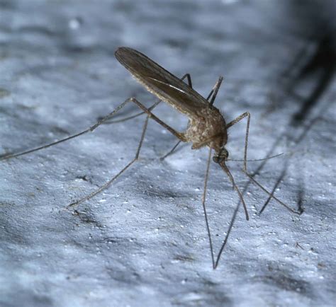 What happens to mosquitoes in the winter?