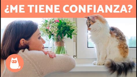 7 SeÑales De Que Tu Gato ConfÍa En Ti😻 Youtube