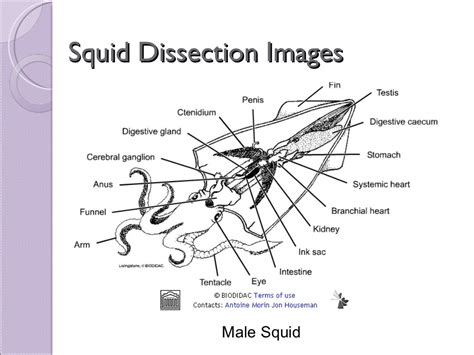 Biol 11 Lesson 2 Mar 4 - Ch. 27 Lab - Squid Dissection