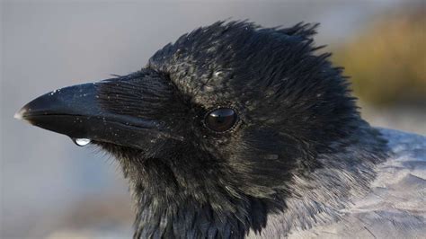 Woman Shares Tips For Making Friends With Crows Feeling That Makes Me