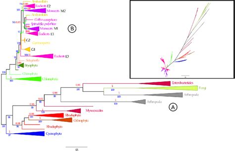 Phylogenetic Tree For Psy Genes In Representative Viridiplantae