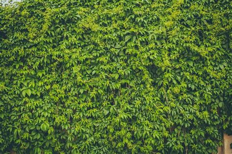 Premium Photo The Wall Covered By Green Leaves