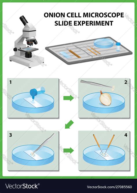 Microscopy onion cell microscope slide experiment Vector Image