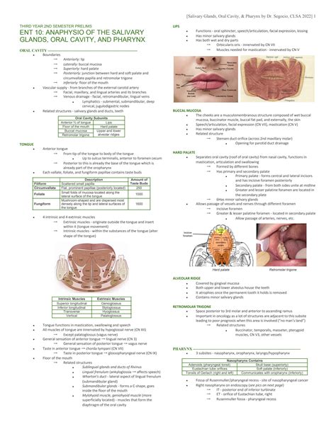 Solution Ent 10 Anatomy Physiology Of The Oral Cavity Salivary Glands