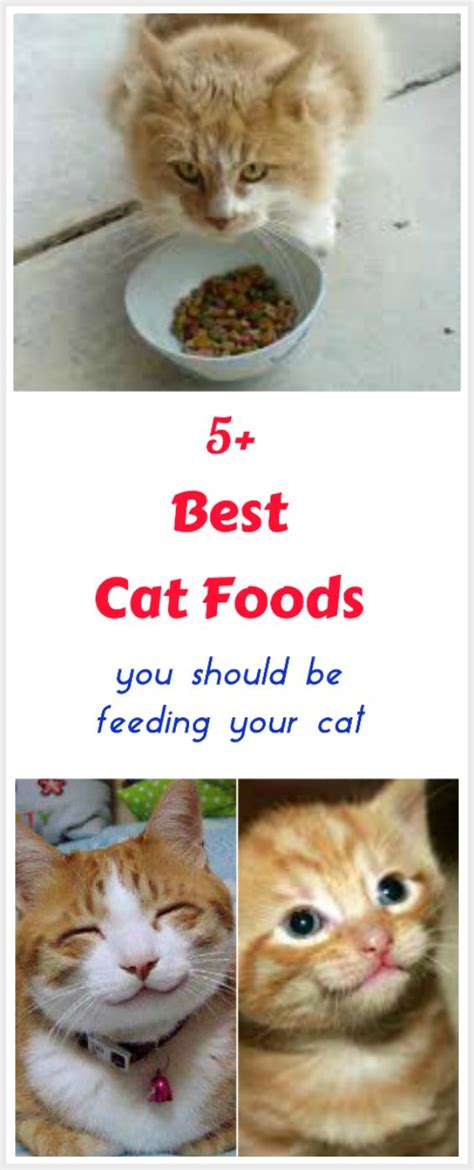 Top 5 Cat Foods Best Cat Foods Reviewed For 2018 Cat Food Reviews