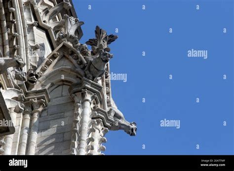 The Gargoyles of Notre Dame Cathedral, Paris Stock Photo - Alamy