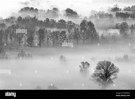 Black And White Landscape Foggy Forest At Sunrise Stock Photo Alamy