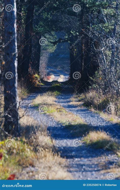 Beautiful Tunel Of Pine Trees On A Country Road Through Forest In