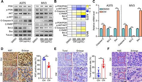 Frontiers Cortex Mori Extracts Induce Apoptosis And Inhibit Tumor