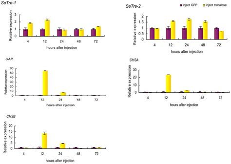 Effects Of Trehalose Injection On Expression Of The Chitin Biosynthesis