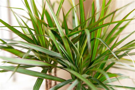 How to Grow and Care for Dracaena Plants