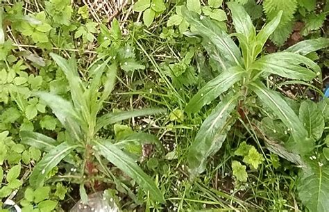Great Willowherb from Серебряный Лог on May 20, 2020 at 02:47 PM by ...
