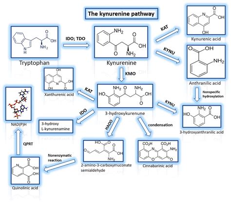 The Kynurenine Pathway And Polycystic Ovary Syndrome Inflammation As A