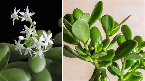 Comment Faire Fleurir Un Arbre De Jade Conseils Dentretien Comment