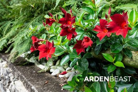 Complete Guide To Mandevilla How To Grow Care For Mandevilla Plants