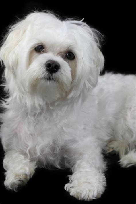 Maltese Dog Isolated On The Black Backgroun Maltese Dog Isolated On