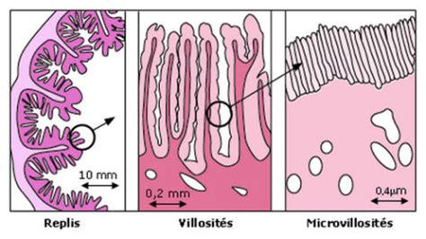 La digestion et l’absorption intestinale – Santé tube