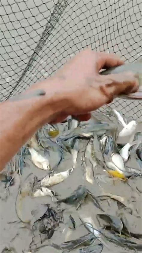 Banyak Ikan Dan Udang Terdampar Di Perangkap YouTube