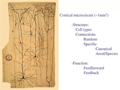 PPT Cortical Microcircuit 1mm 3 Structure Cell Types