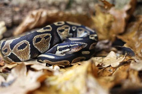 Mojave Ball Python - A-Z Animals