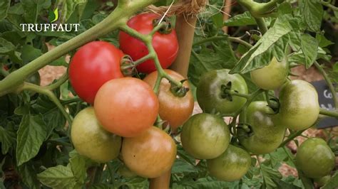 Comment récolter des graines de tomates Truffaut YouTube