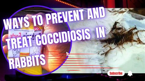 Prevention And Treatment Of Coccidiosis In Rabbits Scentfarms Youtube