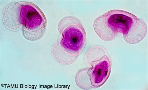 Bio Gymnosperms Flashcards Quizlet