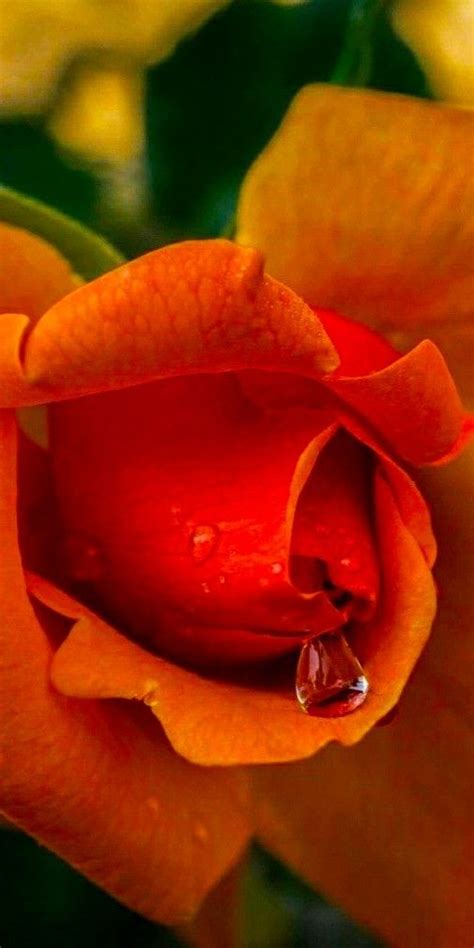 An Orange Flower With Water Droplets On It