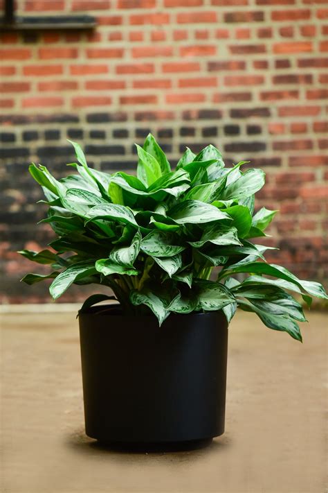 Chinese Evergreen – Interior Foliage Design