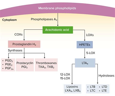 Arachidonic Acid Pathway 4