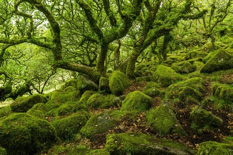 Wistmans Wood Devon The Remnant Of A Vast Forest That Once Covered