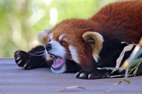 Red Panda Adaptations - Animal Sake