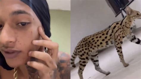 Oruam Atacado Por Gato De R Mil Que H Brido De Felino Selvagem