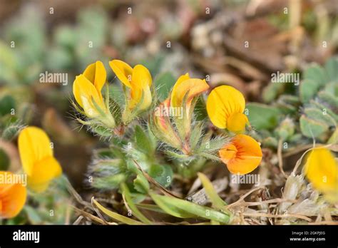 Hairy Bird S Foot Trefoil Lotus Subbiflorus Stock Photo Alamy