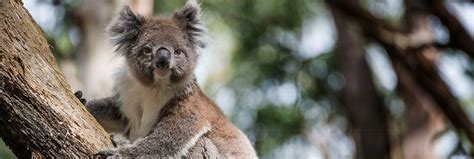 Koala Threats - Australian Koala Foundation