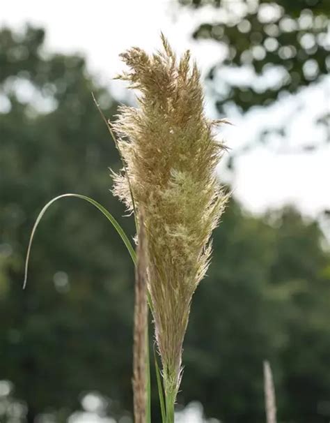 Kleines Garten Pampasgras Pumila Cortaderia Selloana Pumila