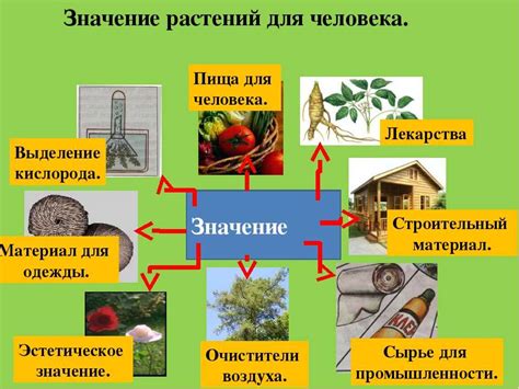 Значение растений в природе и в жизни человека схема