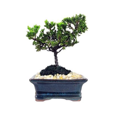 Miniature Japanese Juniper Bonsai Tree Ceramic Bonsai Pot