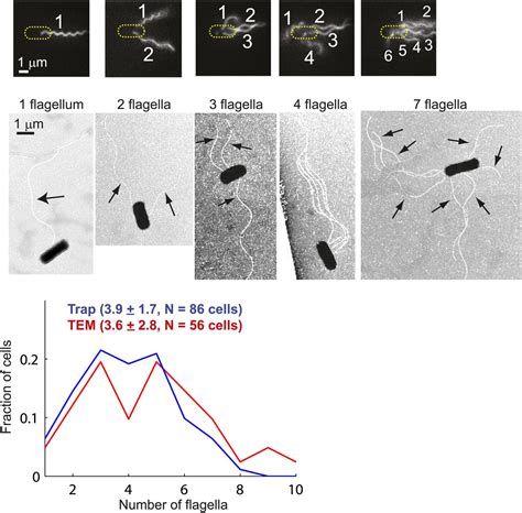 Figures And Data In Escherichia Coli Swimming Is Robust Against