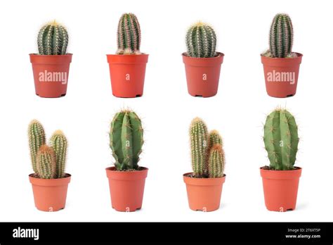 Green Cacti In Pots Isolated On White Collection Stock Photo Alamy