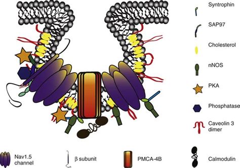 Scaffolding Proteins and Ion Channel Diseases | Thoracic Key