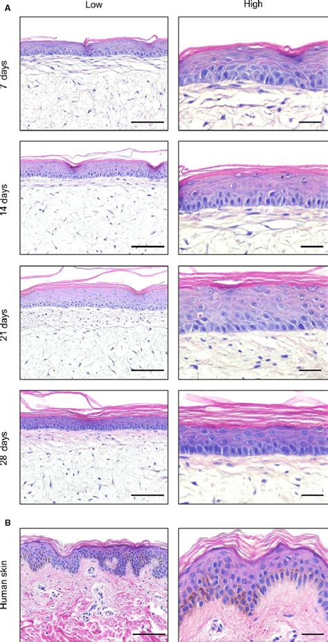 Human Skin Layers Histology