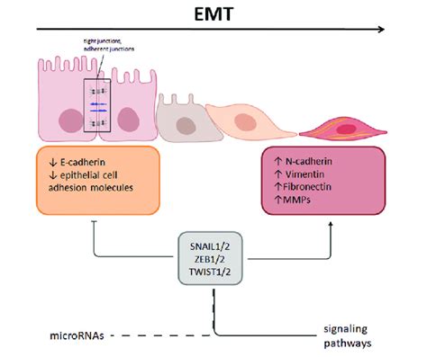 Regulatory Network In Emt The Emt Process Can Be Regulated By Many