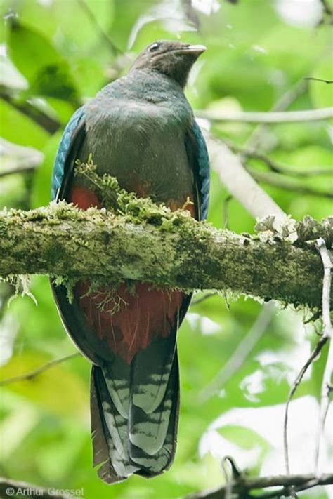 Tierra De Cucos Cuclillos Críalos Turacos Quetzal Fúlgido