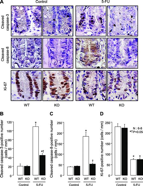 Activation Of Caspase 3 And Caspase 8 And Reduction Of Cell