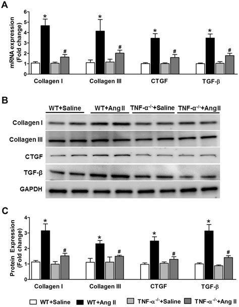 Effect Of Ang II On MRNA And Protein Expression Of Profibrotic Genes In