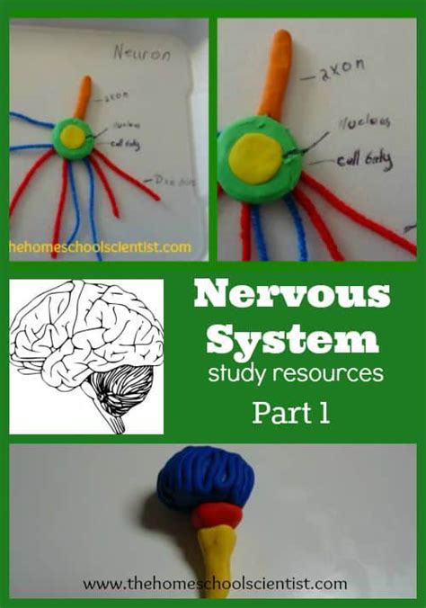 Nervous System Study Resources {Part 1} - The Homeschool Scientist