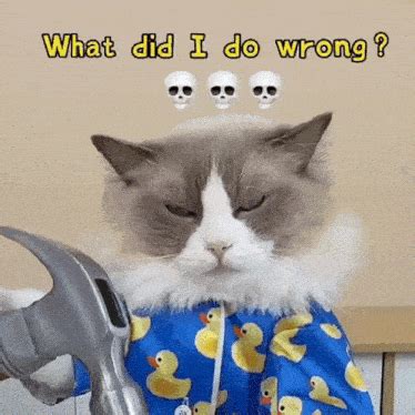 What Did I Do Wrong Puff GIF - What did i do wrong Puff Meow chef ...