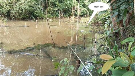 Spot Mancing Nya Ngeri Ngeri Sedap Casting Ikan Gabus Di Dalam Hutan